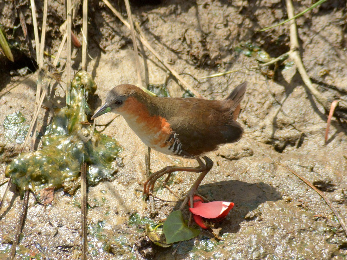 Rufous-sided Crake - ML646656931