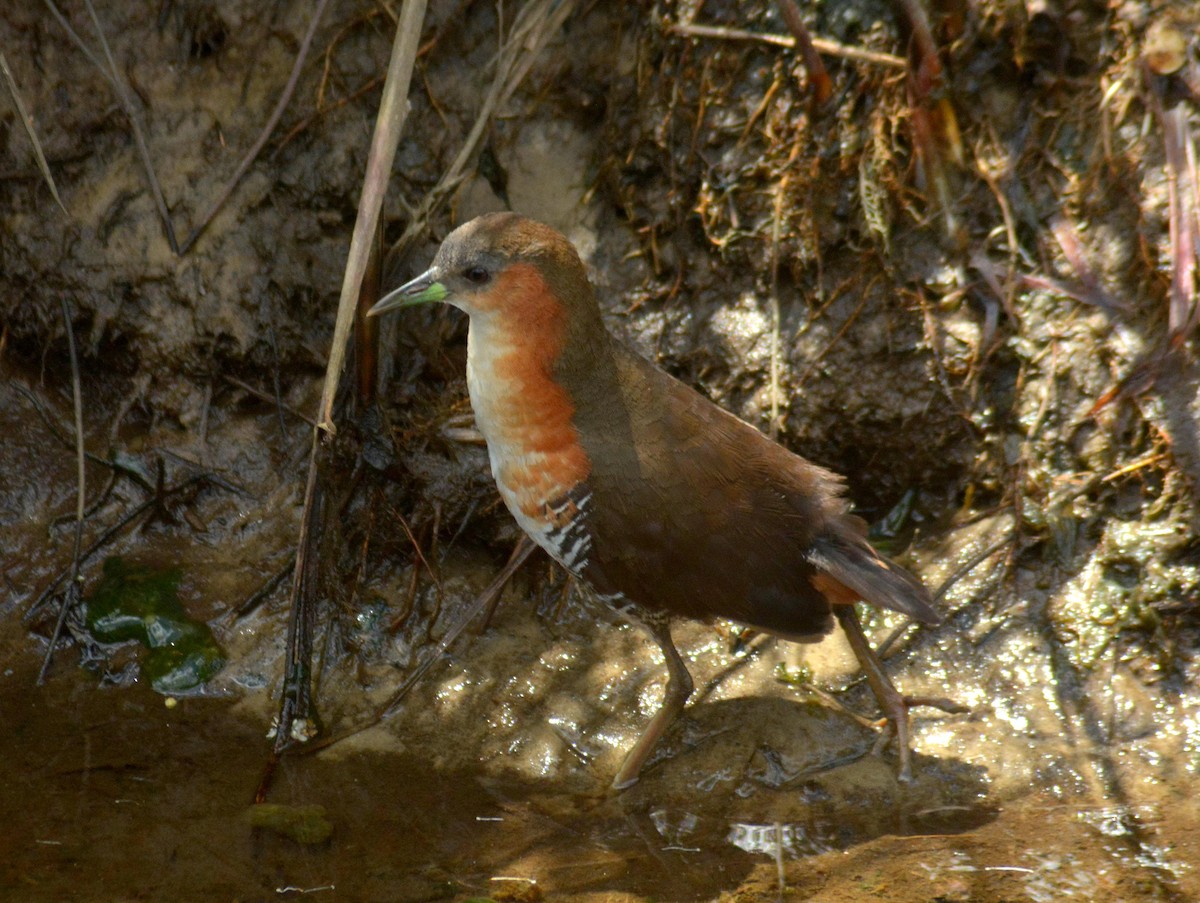 Rufous-sided Crake - ML646656933