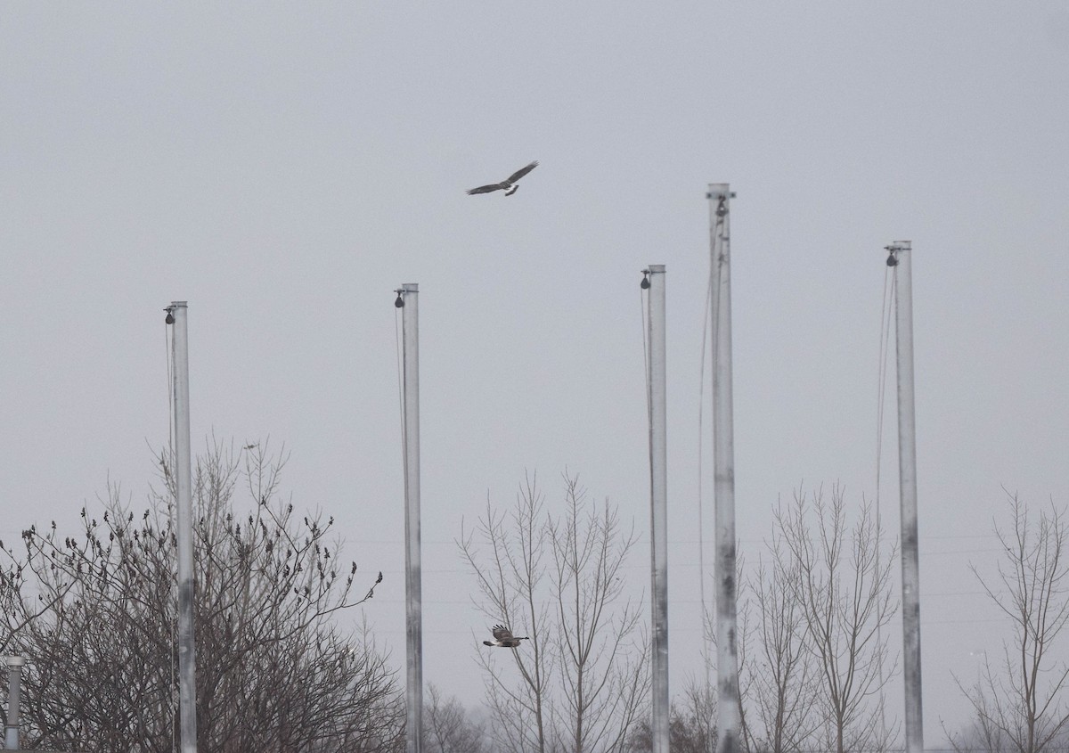 Rough-legged Hawk - ML646656934