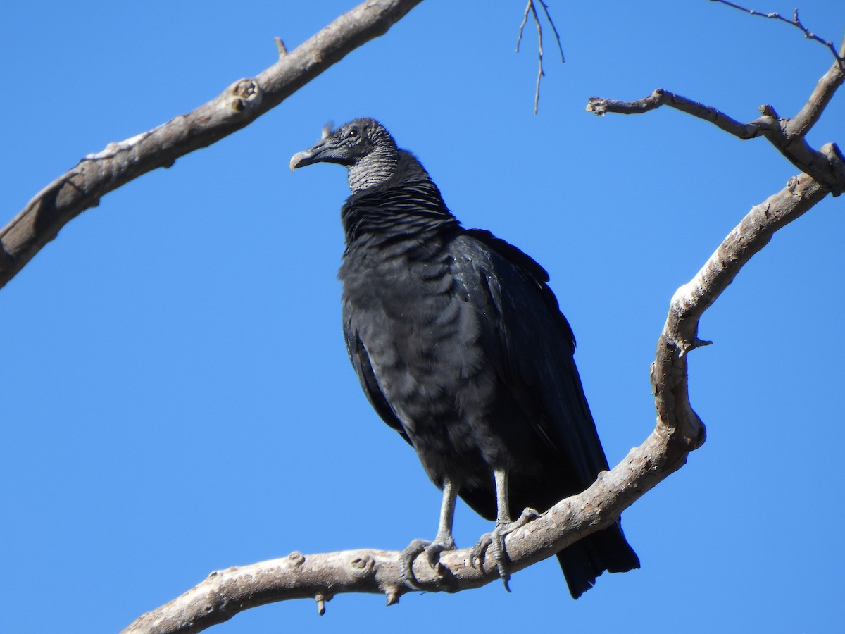 Black Vulture - ML646656935