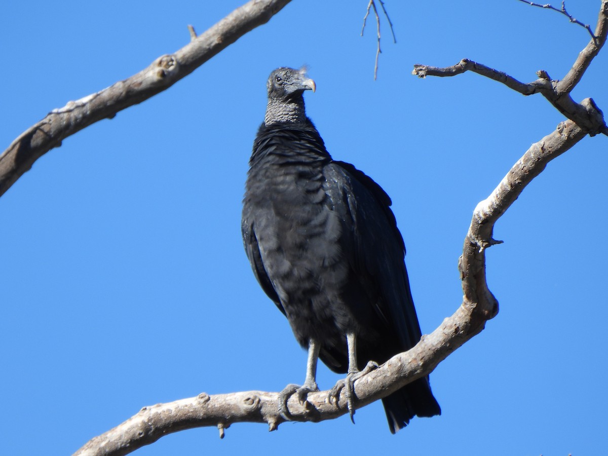 Black Vulture - ML646656936
