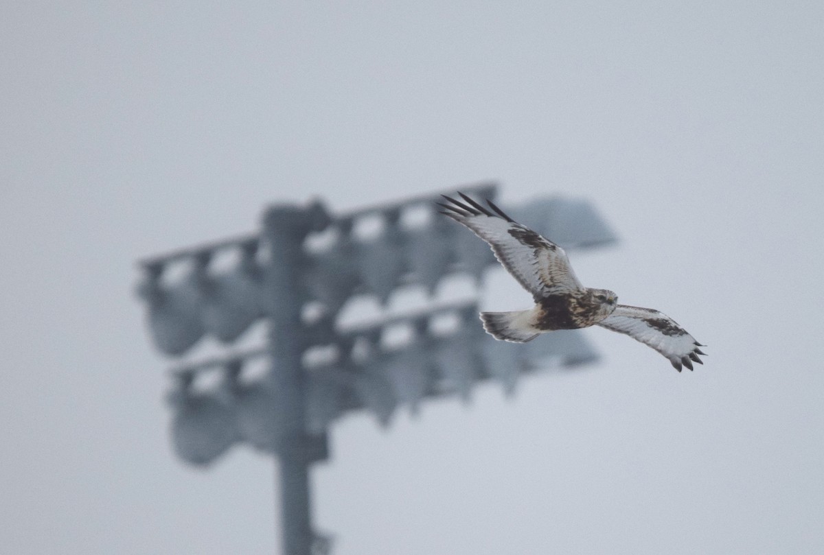 Rough-legged Hawk - ML646656939