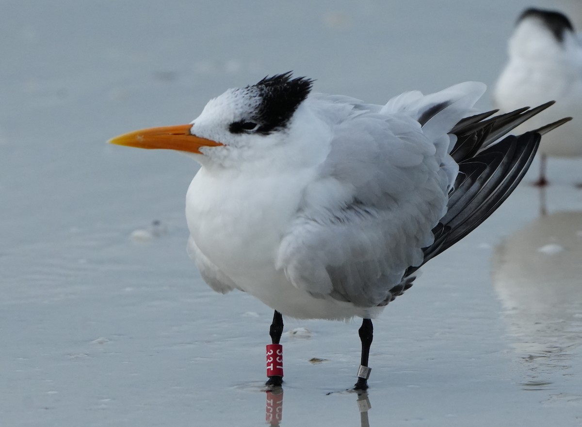 Royal Tern - ML646656944