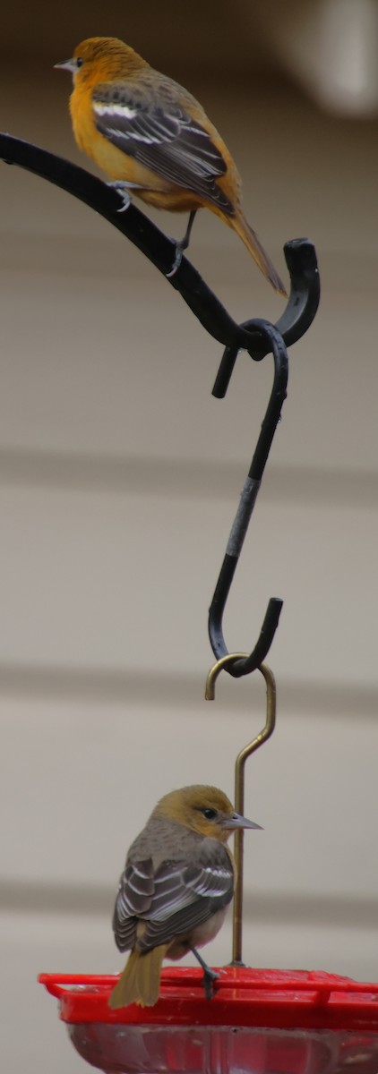 Baltimore Oriole - ML646656945