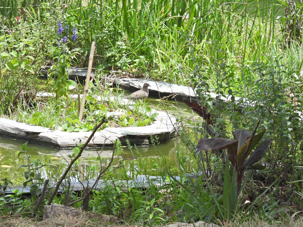 Eared Dove - ML646656946