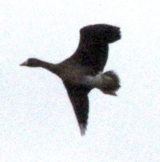 Greater White-fronted Goose - ML646656948