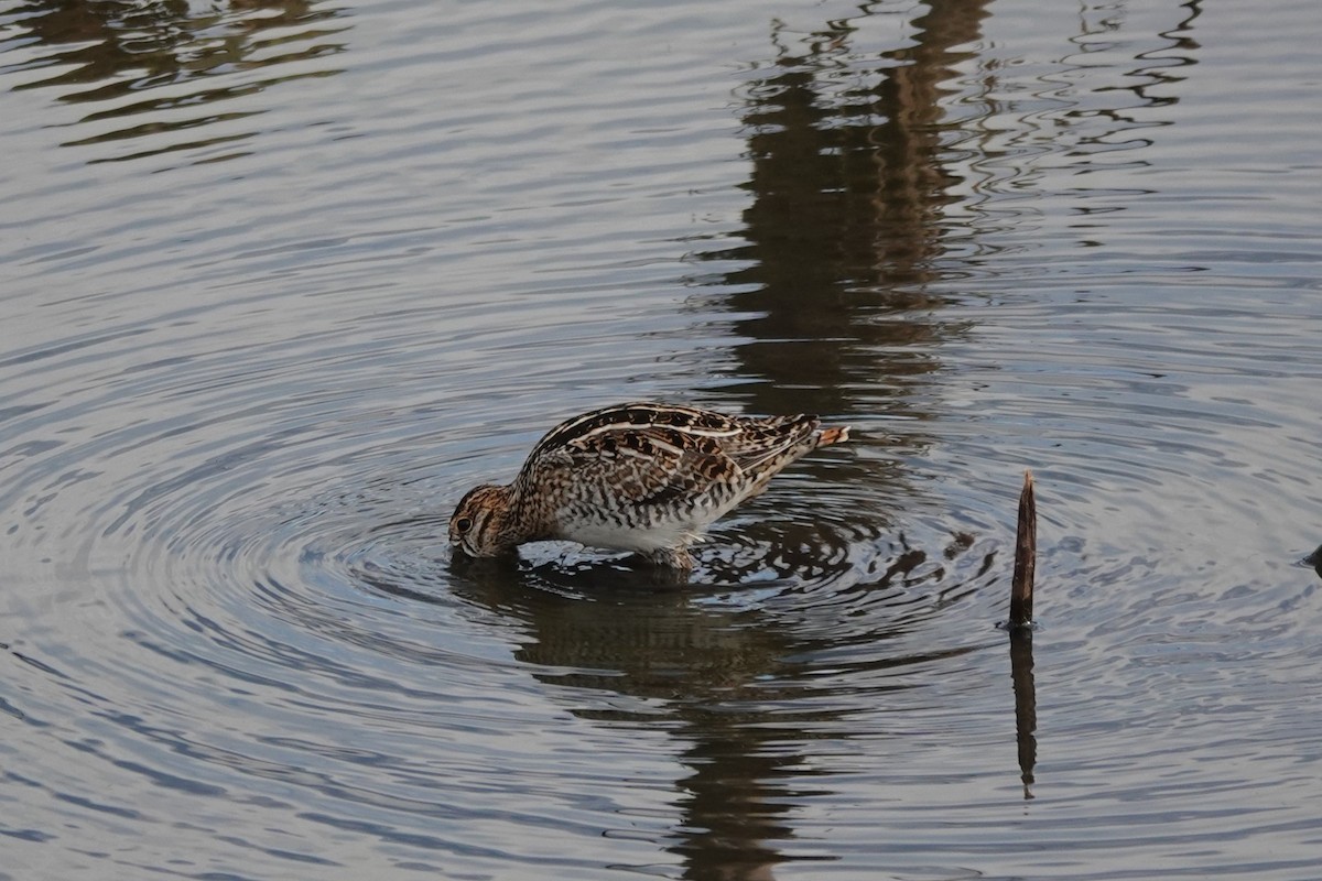 Long-billed Dowitcher - ML646656949