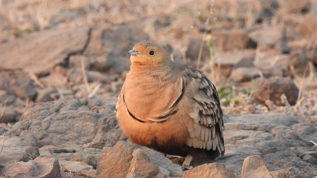 Ganga à ventre brun - ML646656950