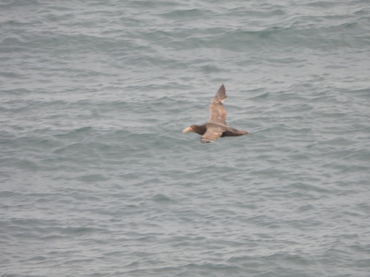 sørkjempepetrell - ML646656957