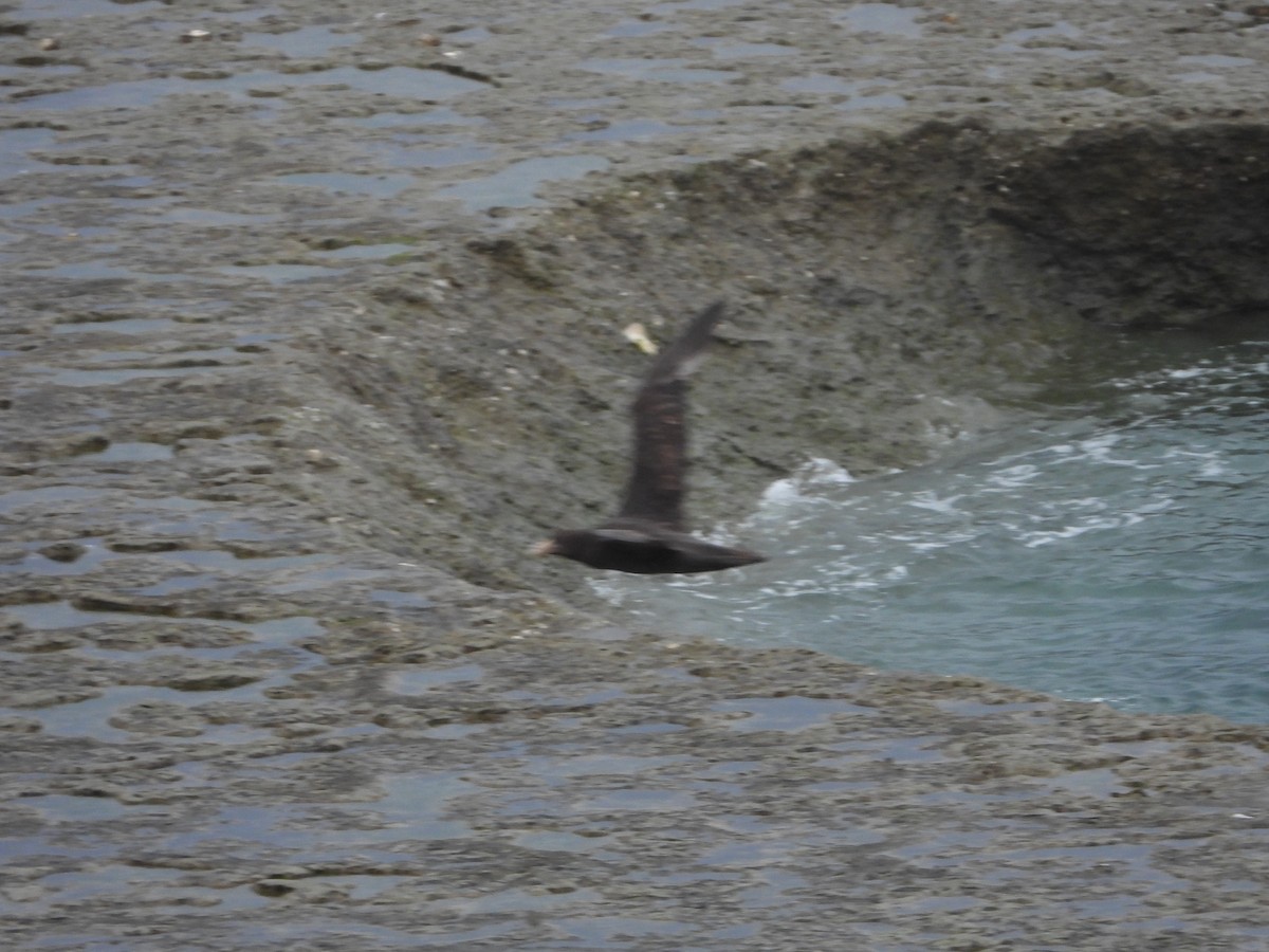 sørkjempepetrell - ML646656958