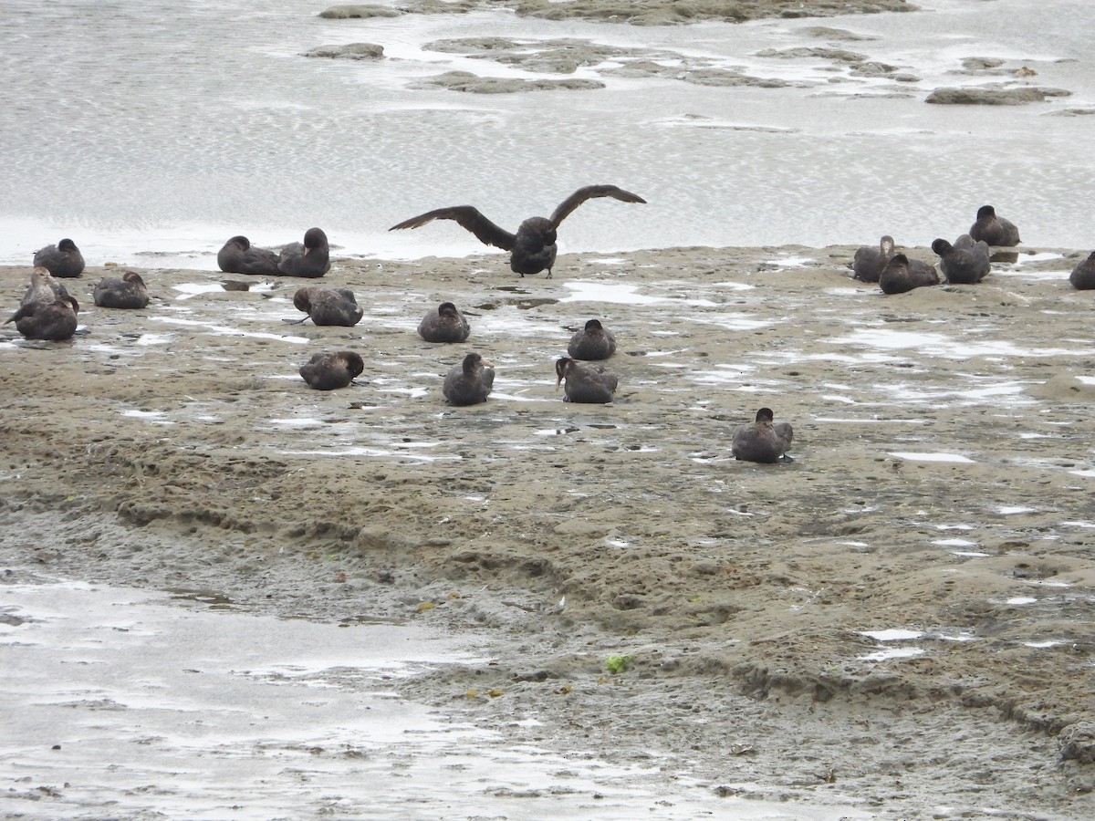 sørkjempepetrell - ML646656960