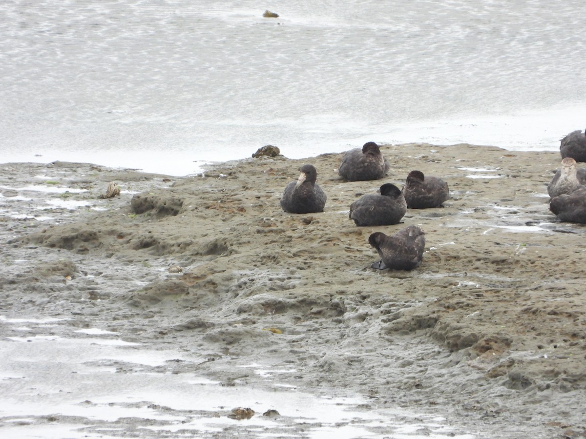 sørkjempepetrell - ML646656961