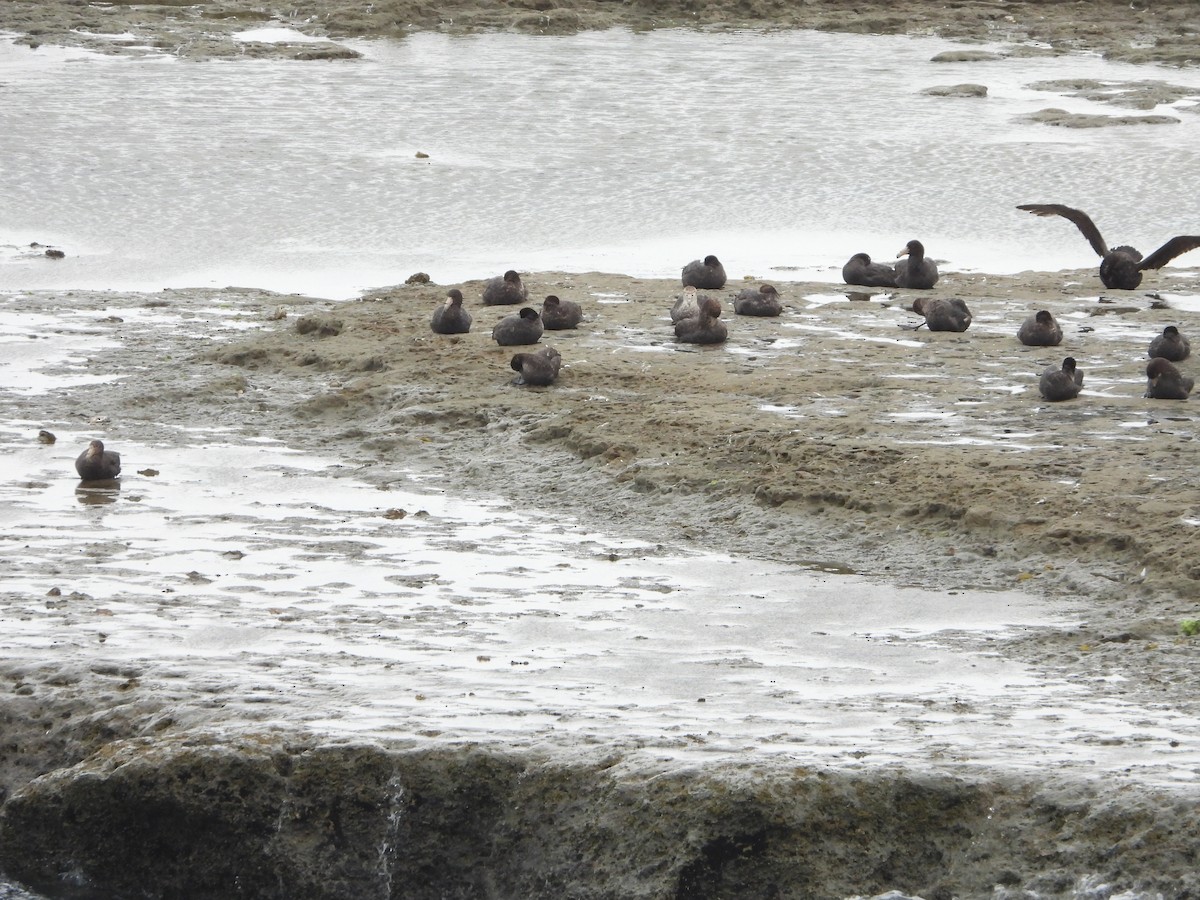 sørkjempepetrell - ML646656962