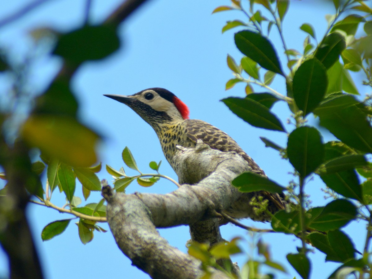 Green-barred Woodpecker - ML646656969