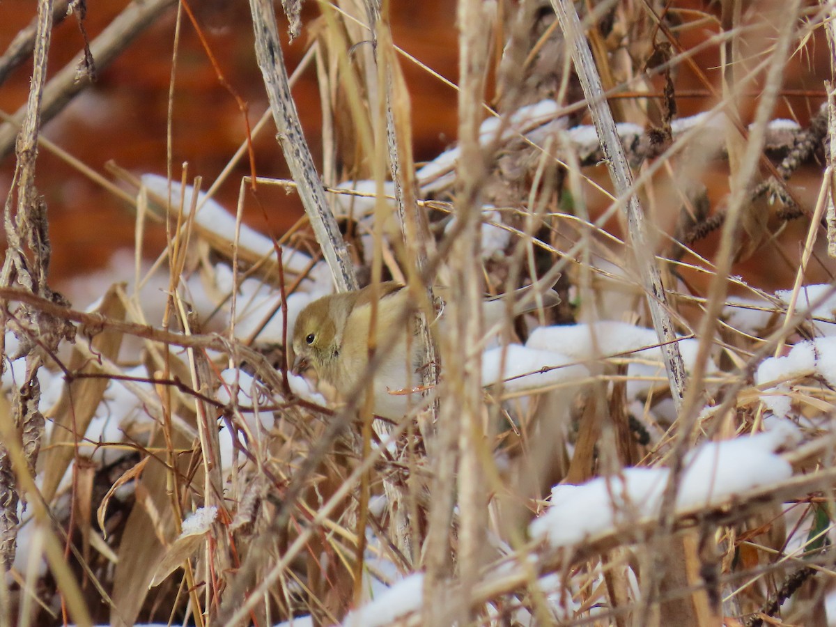 American Goldfinch - ML646656970