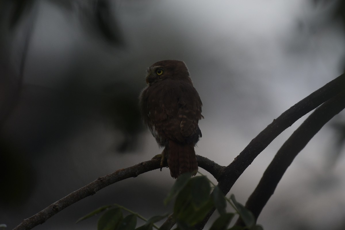 Ferruginous Pygmy-Owl - ML646656971