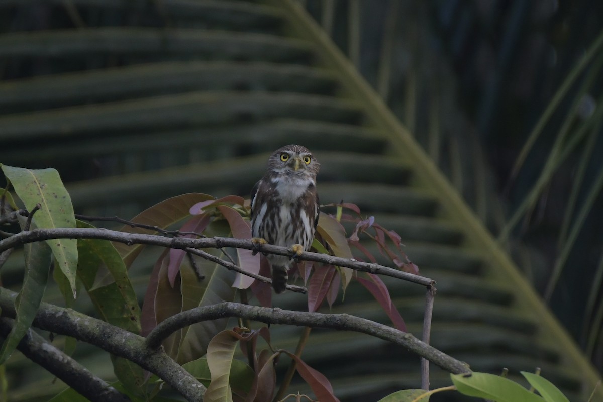 Ferruginous Pygmy-Owl - ML646656972