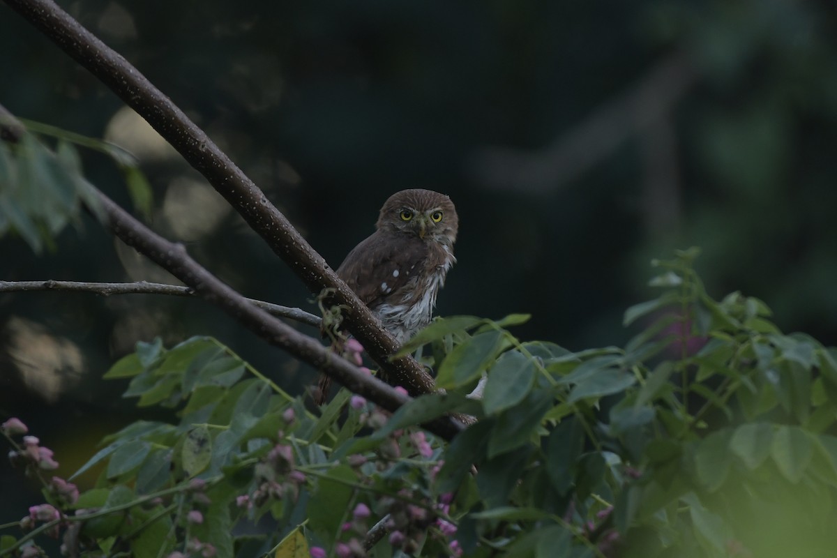 Ferruginous Pygmy-Owl - ML646656973