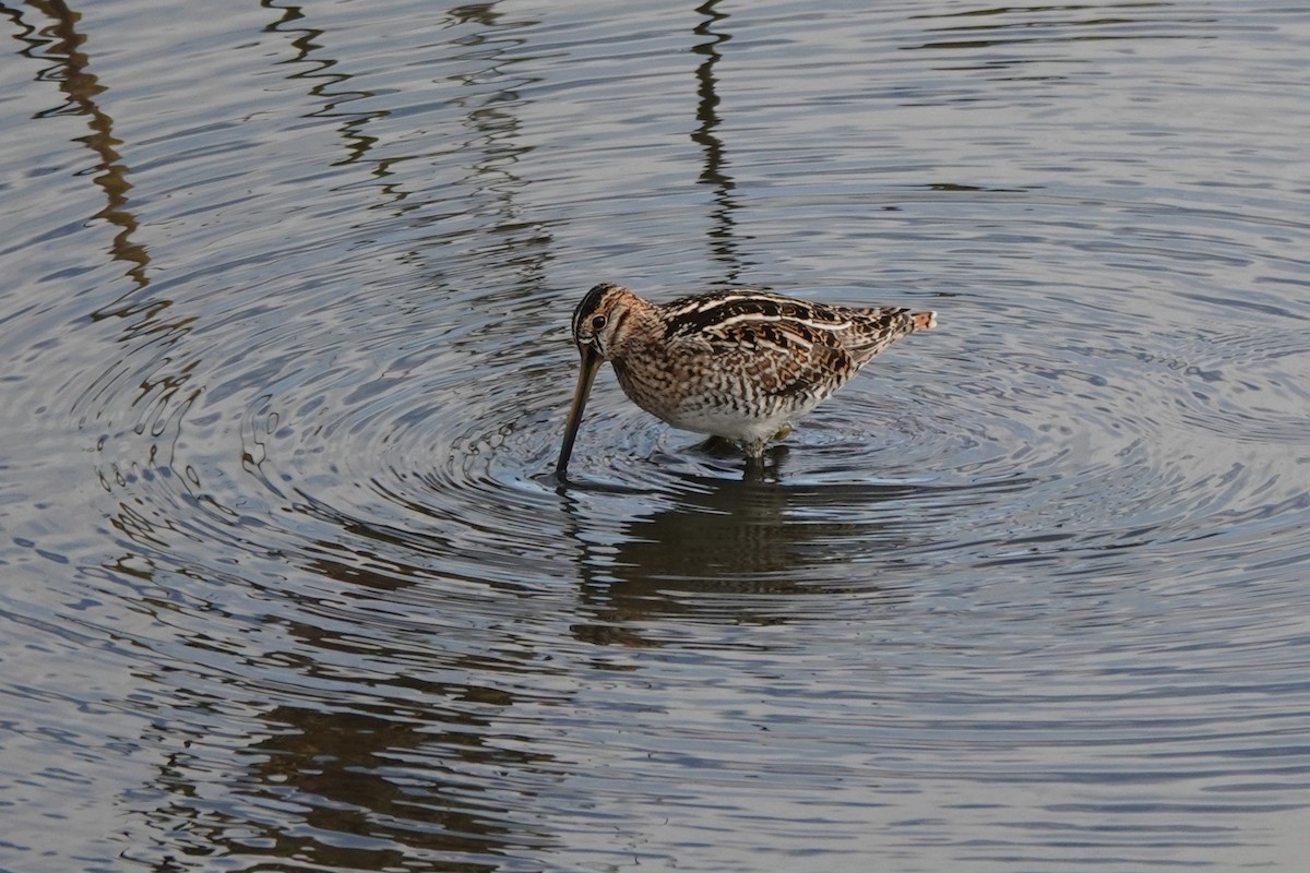 Wilson Suçulluğu - ML646656975