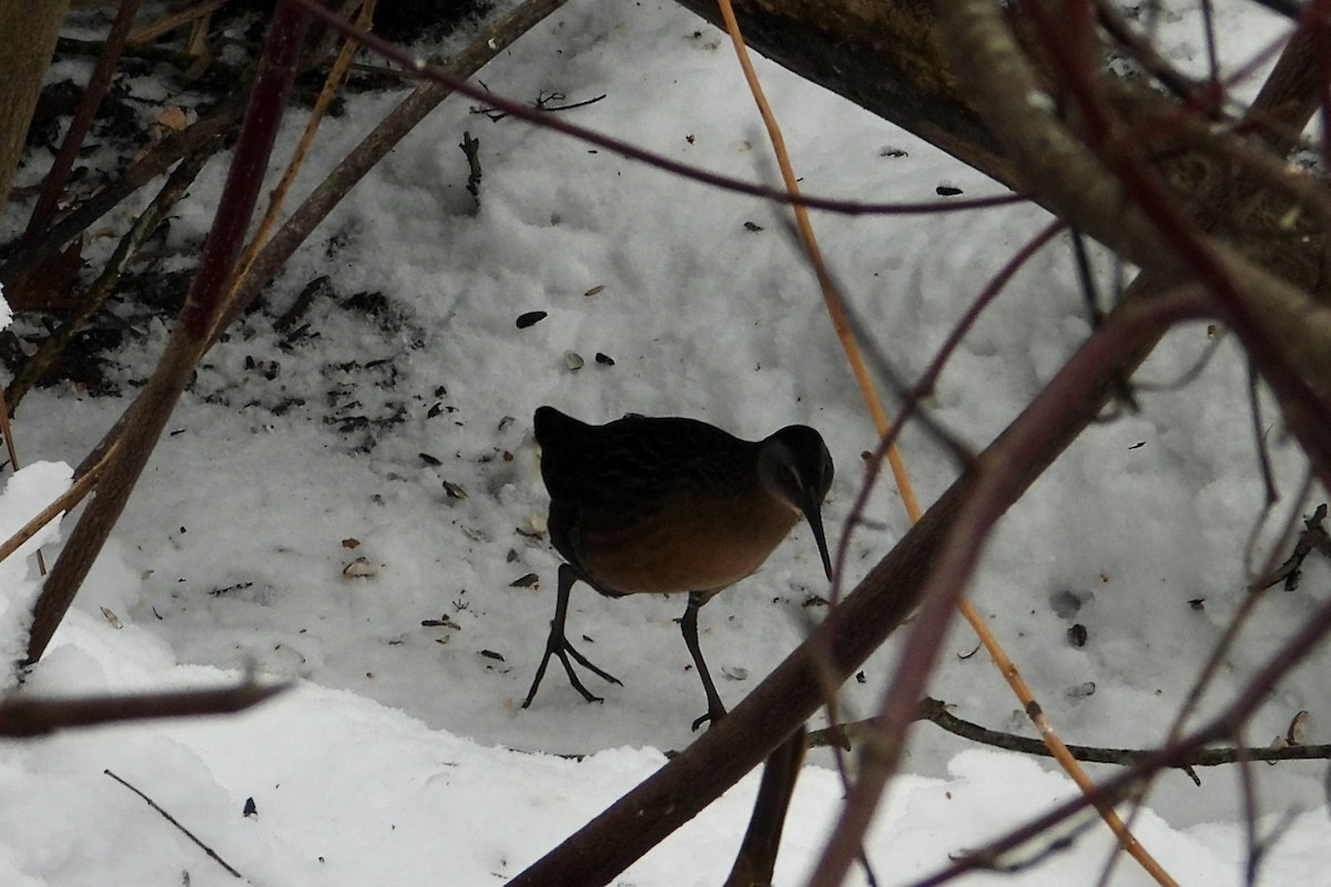 Пастушок віргінський - ML646656977