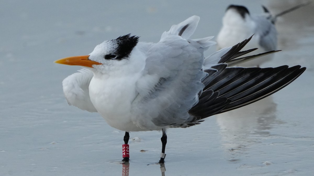 Txenada handi amerikarra - ML646656978
