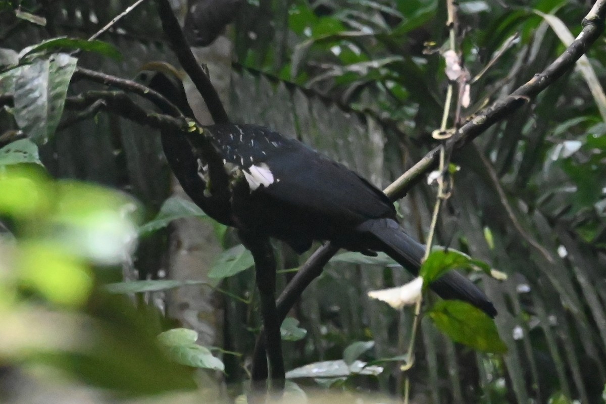 Blue-throated Piping-Guan - ML646656979