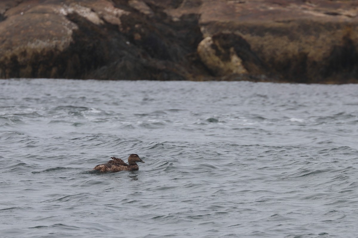 kajka mořská - ML646656981