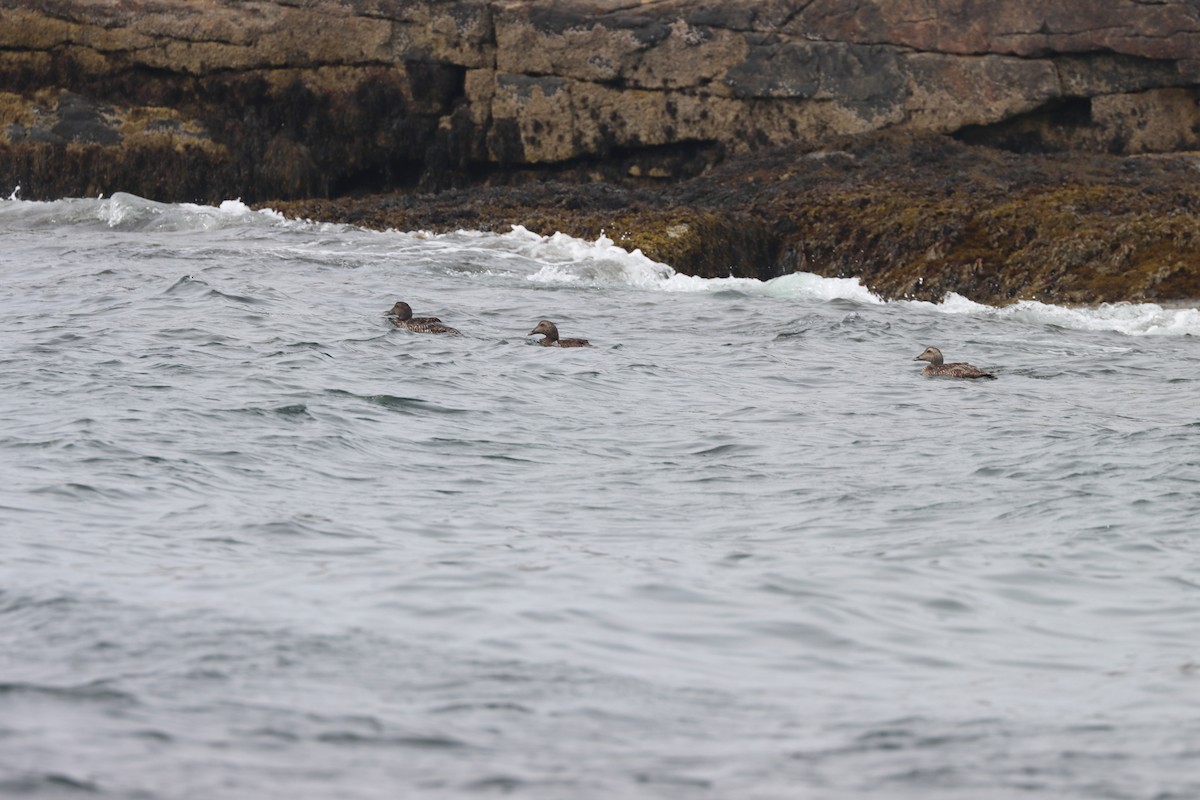 kajka mořská - ML646656983