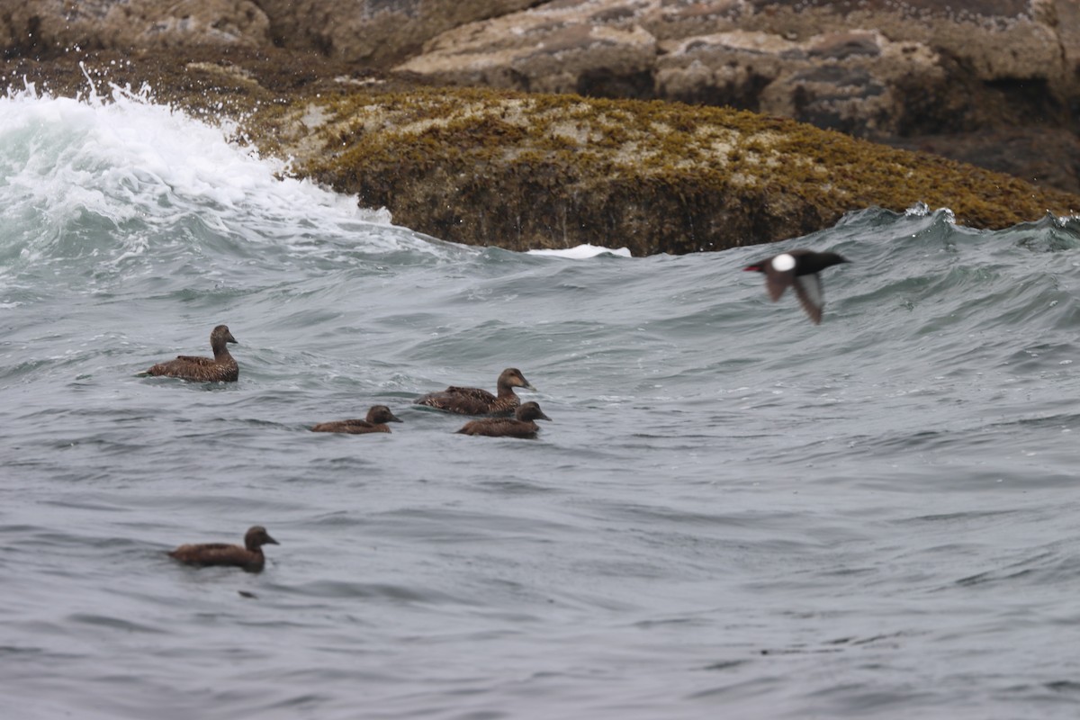 kajka mořská - ML646656985