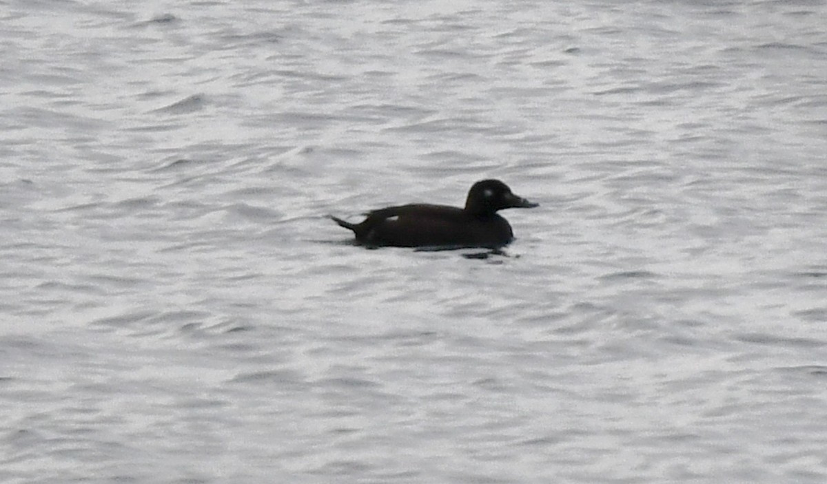 White-winged Scoter - ML646656986