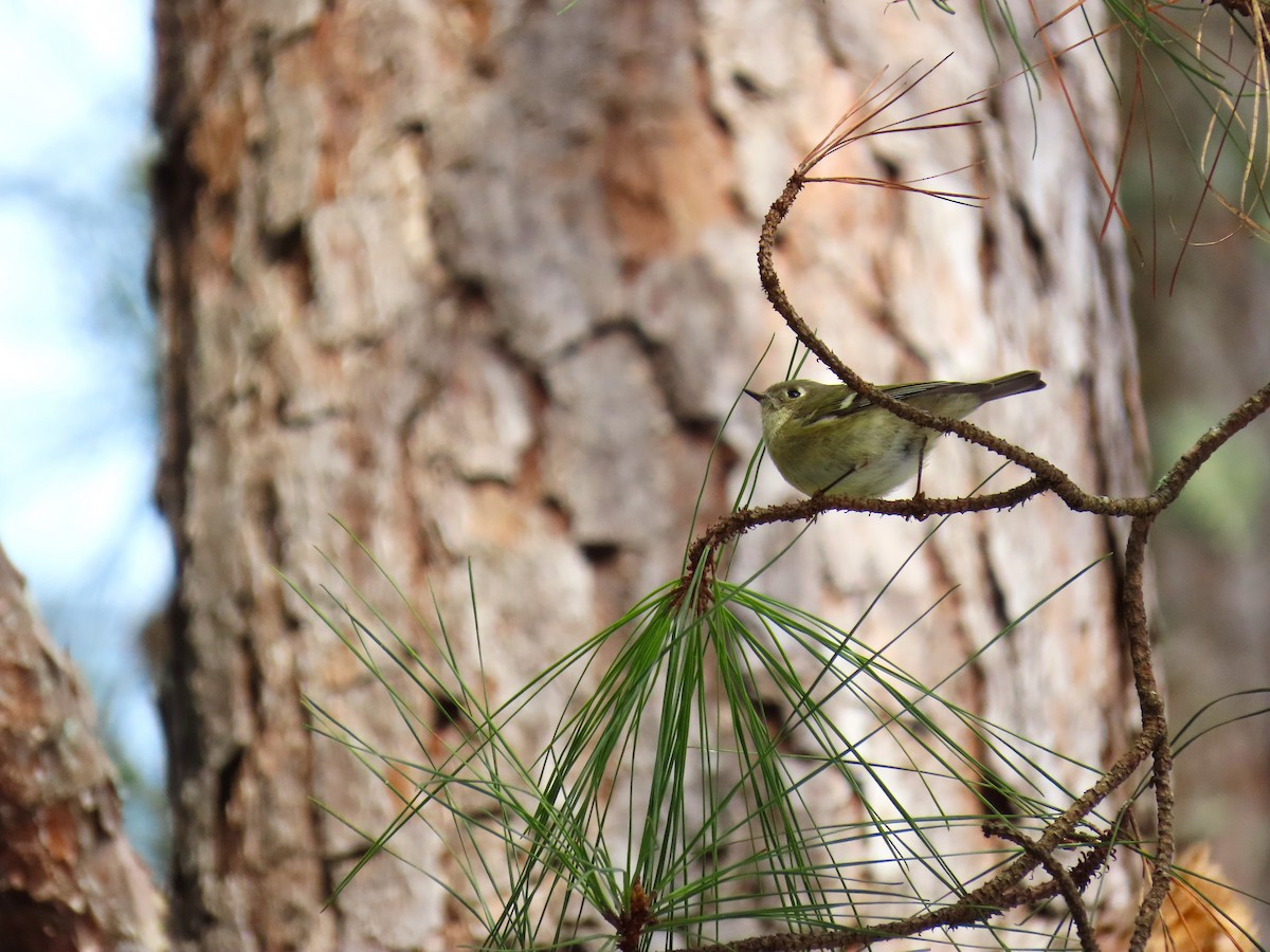 Ruby-crowned Kinglet - ML646656987