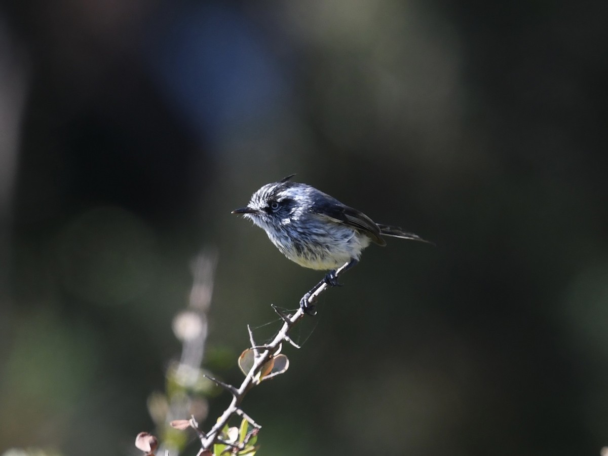 Tufted Tit-Tyrant - ML646656988