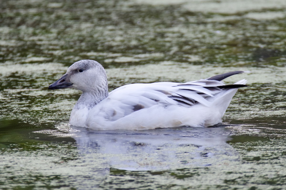 Snow Goose - ML646656989