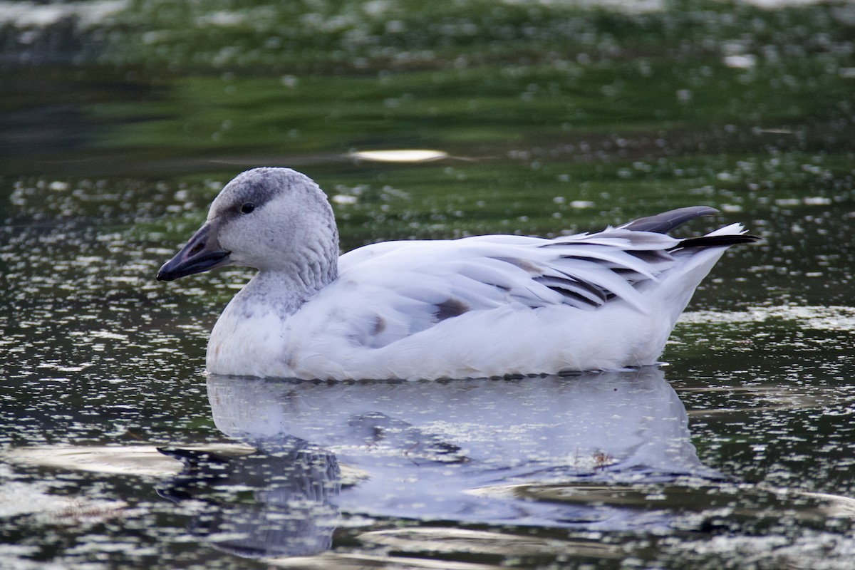 Snow Goose - ML646656990
