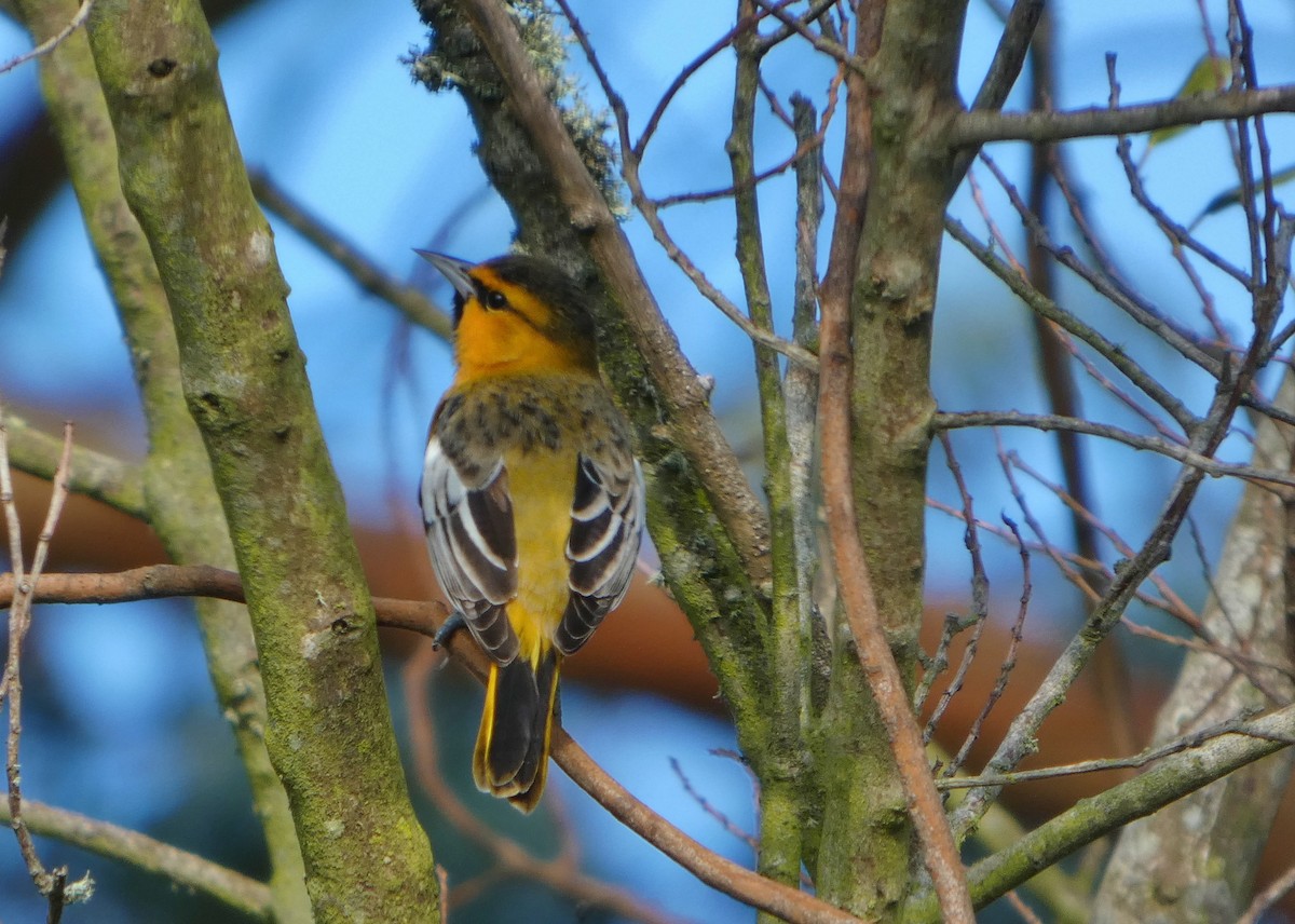 Bullock's Oriole - ML646656991