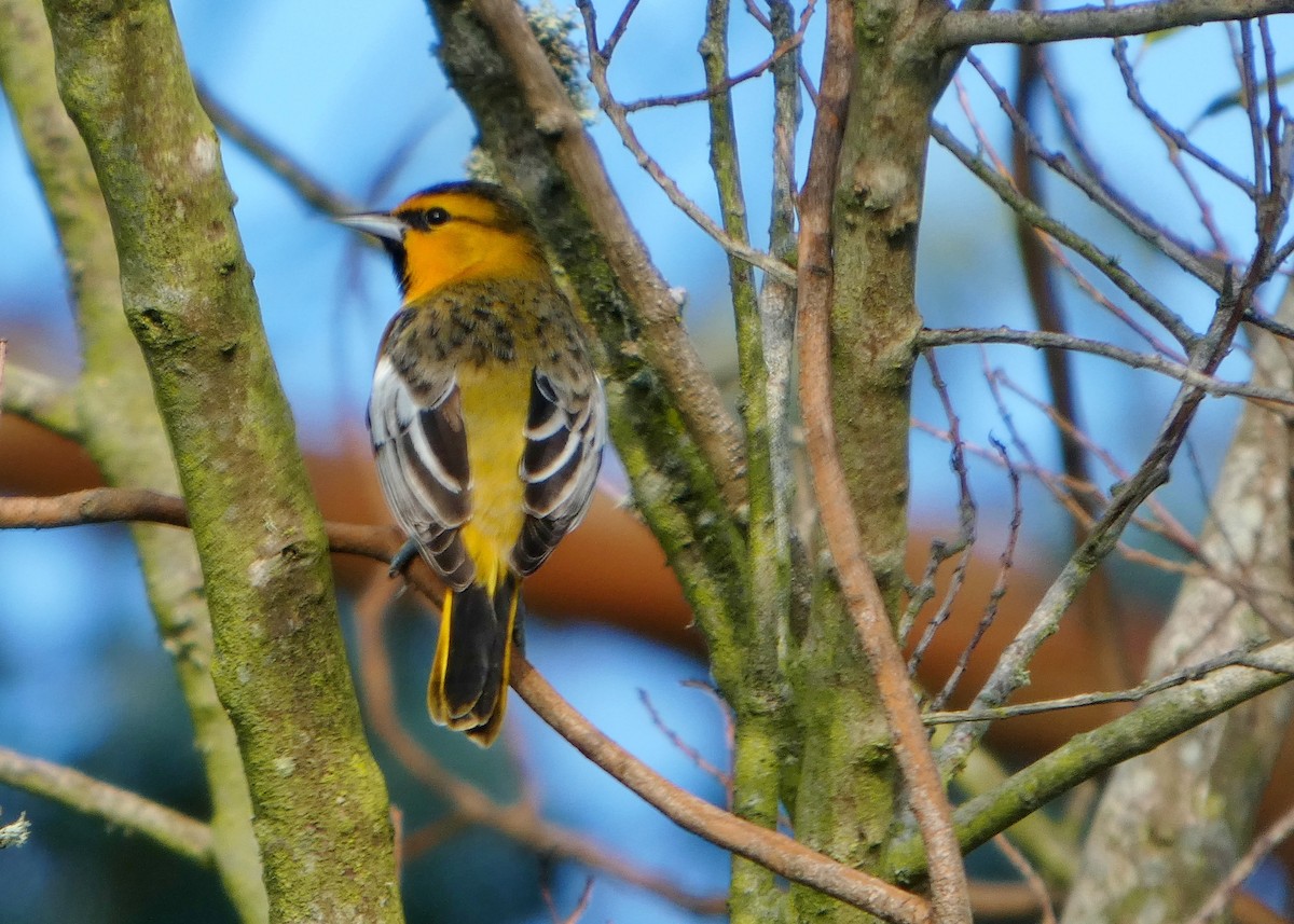 Bullock's Oriole - ML646656992