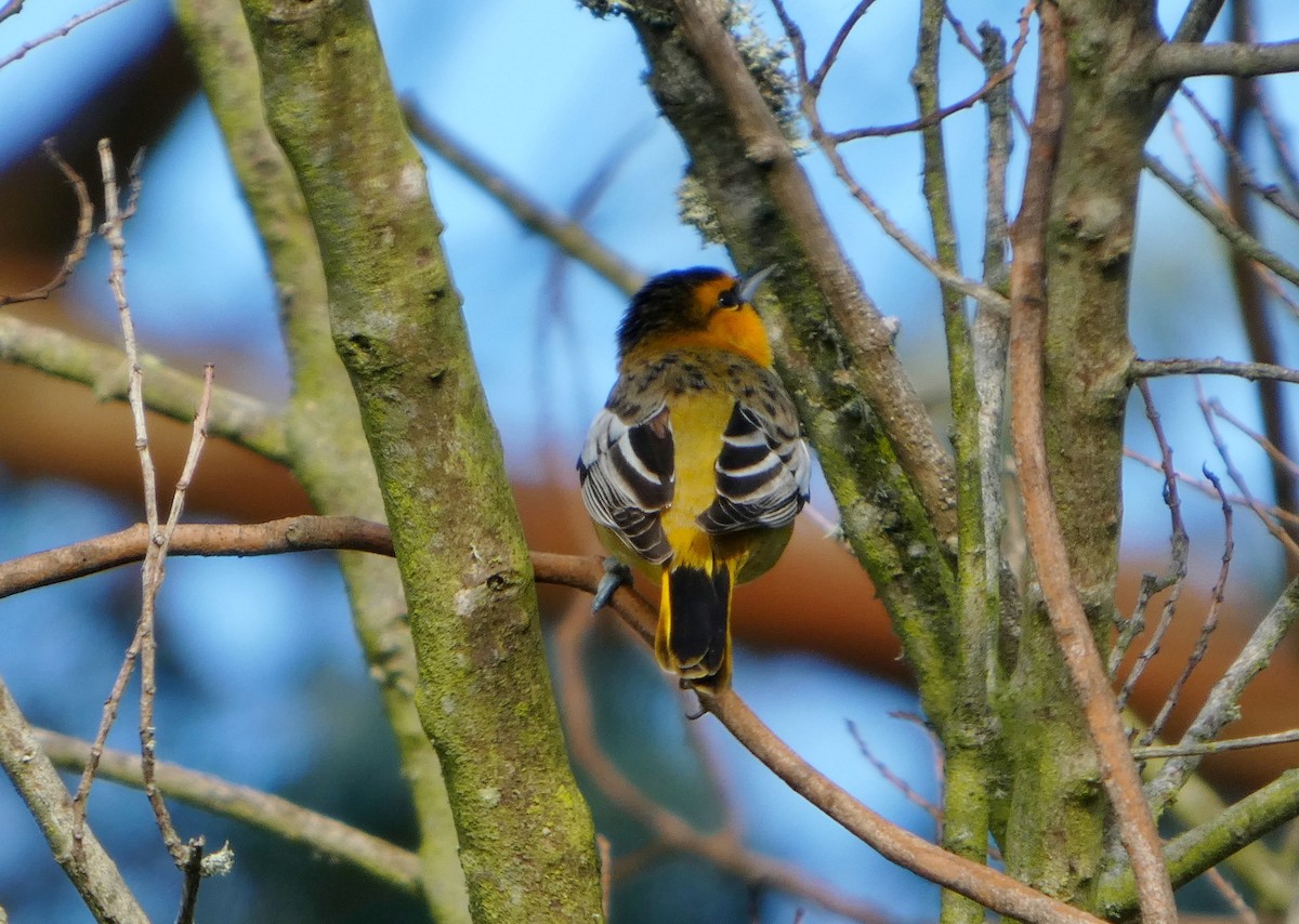 Bullock's Oriole - ML646656993