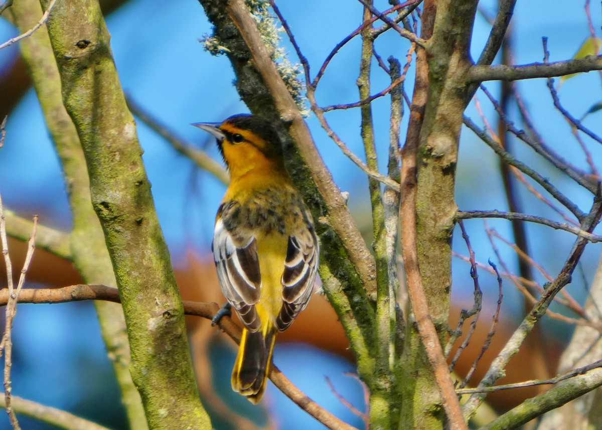Bullock's Oriole - ML646656994