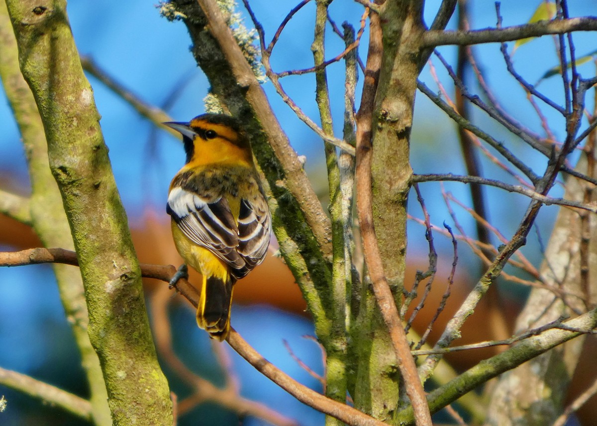 Bullock's Oriole - ML646656995