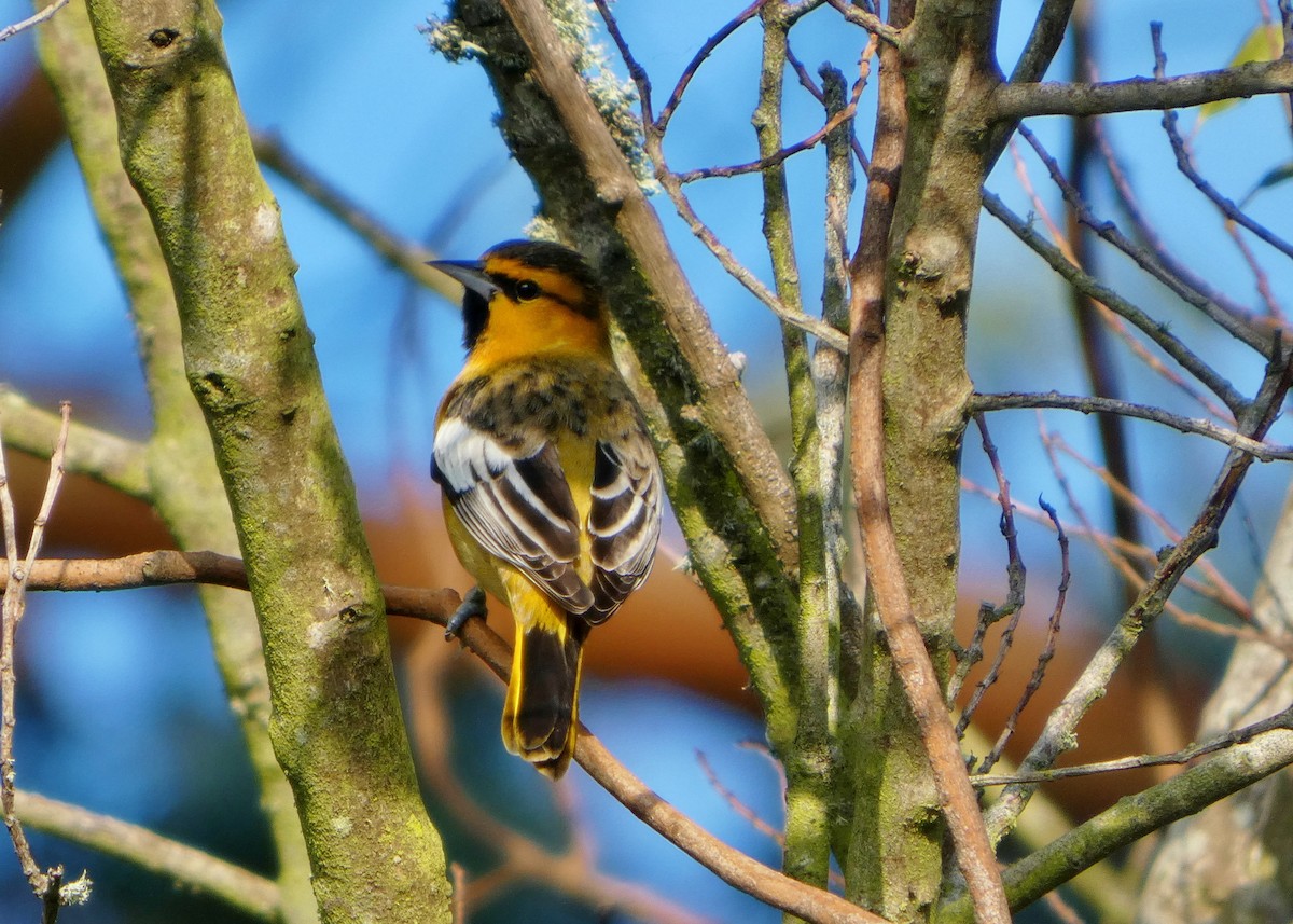 Bullock's Oriole - ML646656996