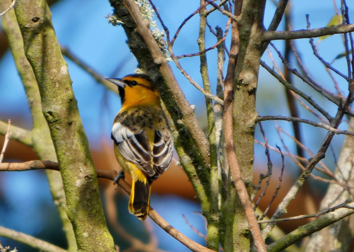 Bullock's Oriole - ML646656997
