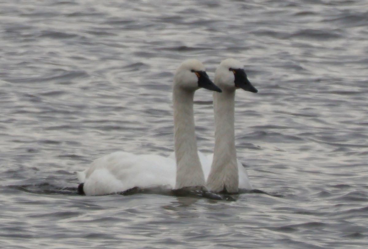 Tundra Swan - ML646656998