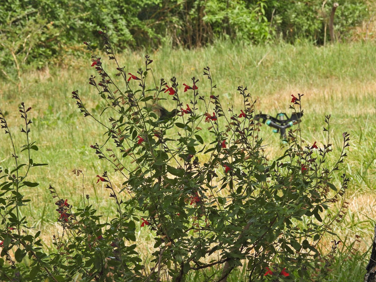 アオムネヒメエメラルドハチドリ - ML646656999