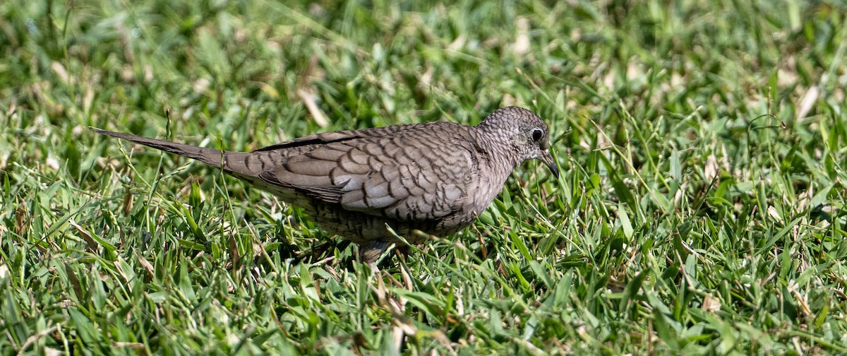 İnka Serçe Kumrusu - ML646657005