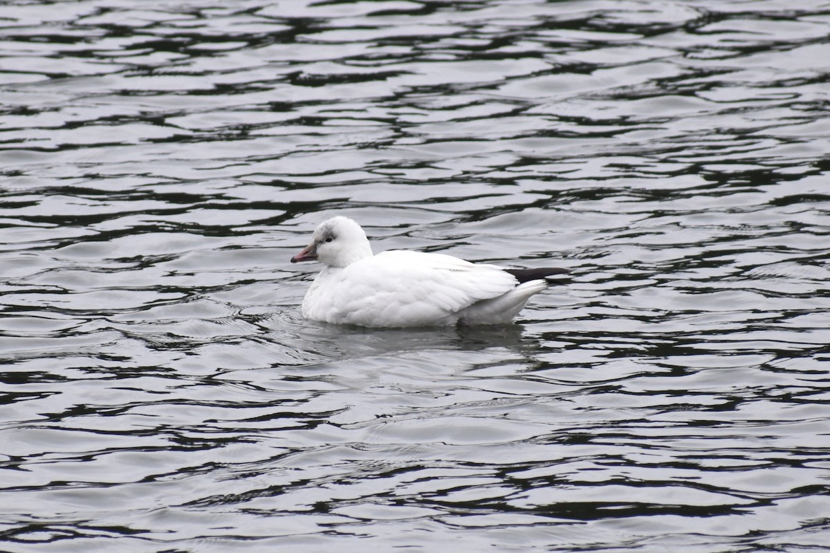 Ross's Goose - ML646657006