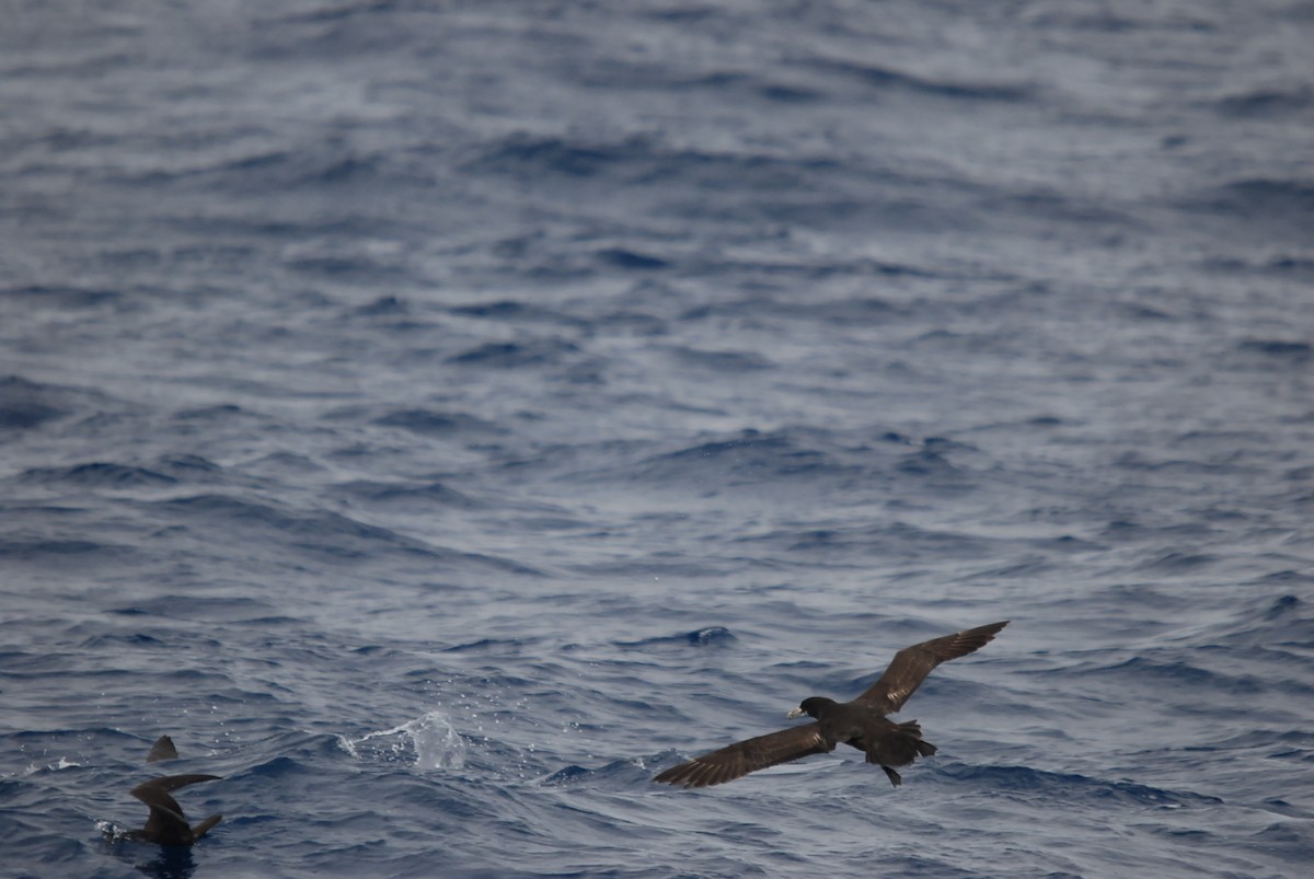 White-chinned Petrel - ML646657007