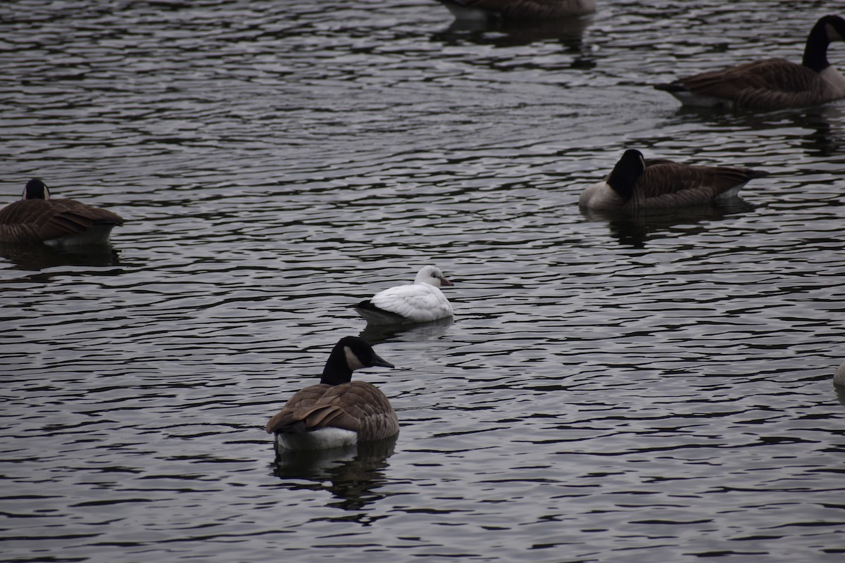 Ross's Goose - ML646657008