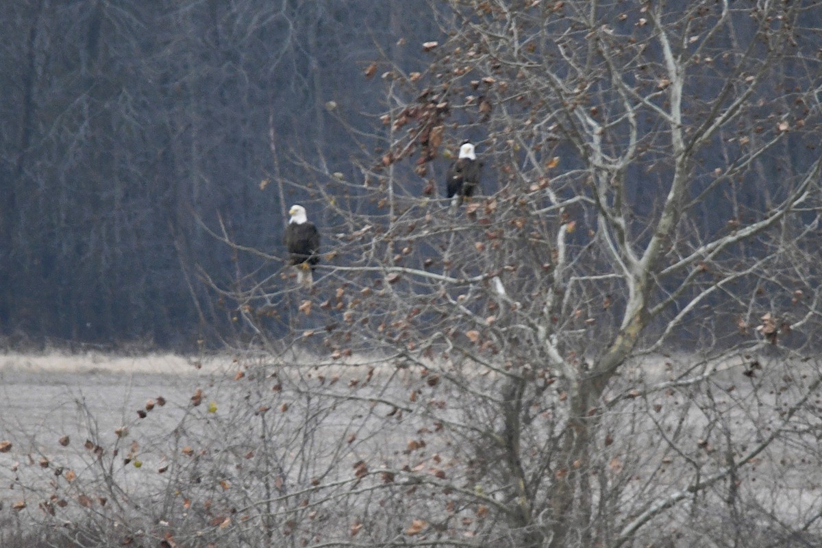 Bald Eagle - ML646657009