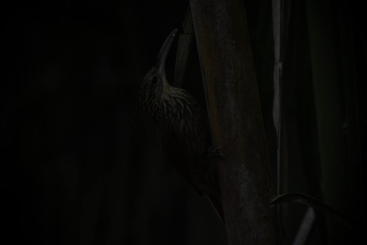 Ivory-billed Woodcreeper - ML646657012