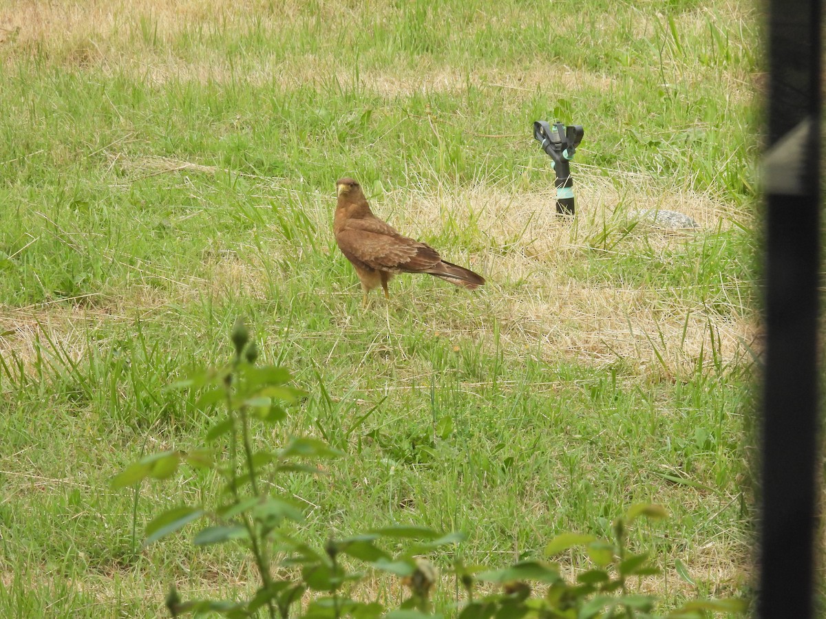 チマンゴカラカラ - ML646657013